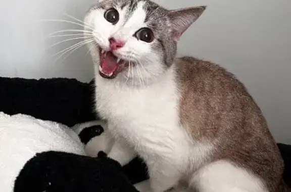 Котик найден на Посадской, 57, Екатеринбург