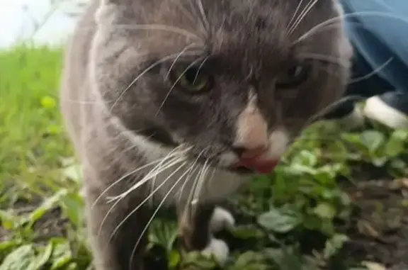 Кошка найдена: ул. Заречье, 14, Москва