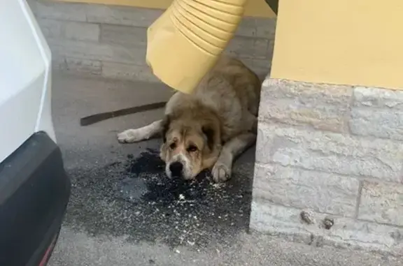 Алабай найден: Московский пр., 79, СПб