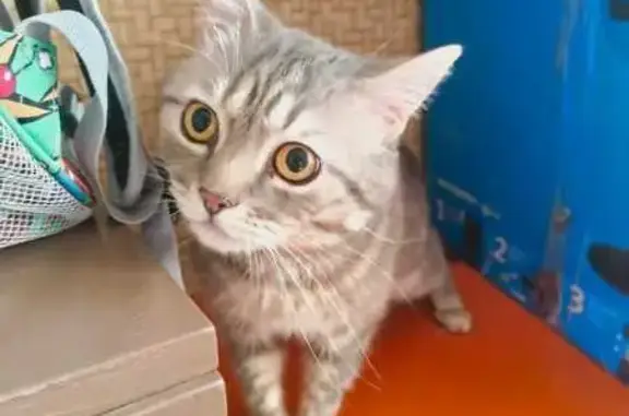 Найдена кошка, Волжский, фото: Кошка на балконе, Александрова 10А, Волжский