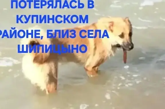 Пропала собака, набережная Ушайки, Томск