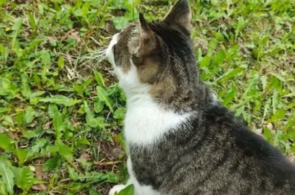 Кот пропал, Трудовая ул., 2, Королёв