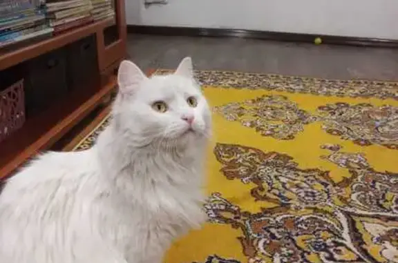 Пропала кошка, 1-я Топкинская, 10, Кемерово
