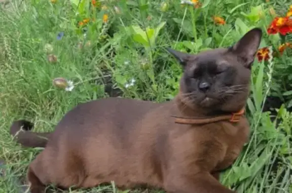 Кошка найдена: СНТ Дон, 5-я ул., Новоживотинново