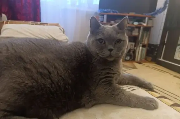 Пропала кошка, ул. Якуба Коласа, 2Г - photo