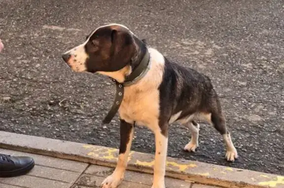 Найдена собака, Могилёв, фото: Собака найдена на ул. Кутузова, Могилёв