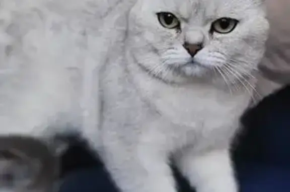 Кошки потеряшки, , фото: Потеряшка кошка, ул. Копорка, МО