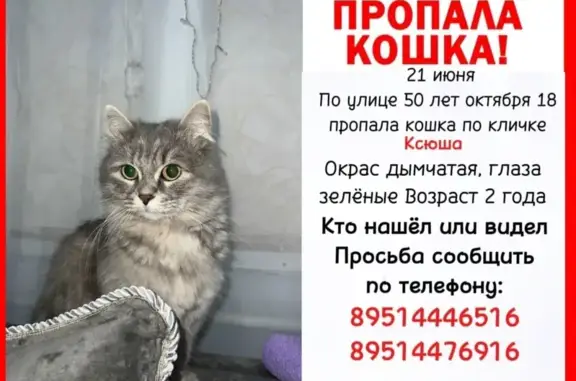 Кошки потеряшки, Златоуст, фото: Потеряшка дымчатая кошка, ул. 50-летия Октября, 18