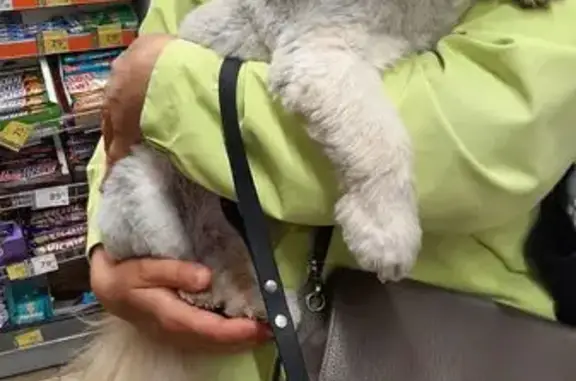 Найдена собака, Рязань, фото: Собака найдена у школы, Гагарина 73, Рязань