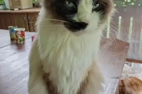 Пропала пушистая кошка, ул. Роща, 69