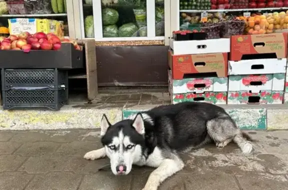 Собака найдена у Кирова, 172, Тула