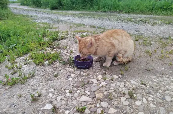 Найден рыжий котик, Тульская обл., 70К-041