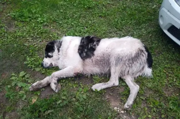 Старый пес у ворот, ул. Красного Октября, Тверь