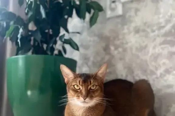 Потерянные животные Нежинка, фото: Пропала кошка, ул. Есенина 8, Нежинка