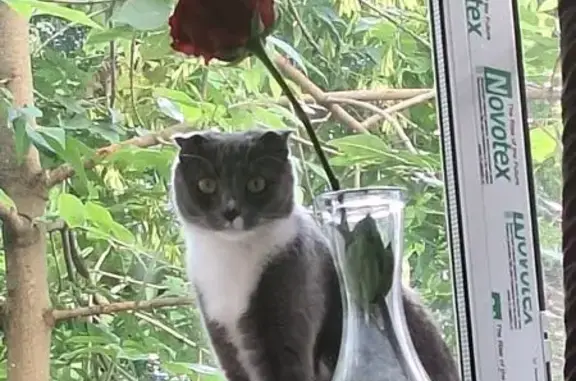 Пропала кошка, Котовского 17, Реутов