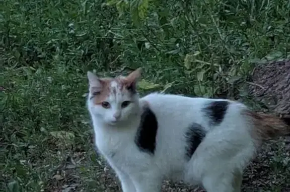 Трехцветная кошка найдена на Добролюбова, 11