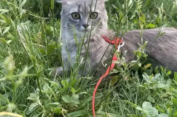 Кошки потеряшки, Барыш, фото: Потеряшка кошка Сеня, Советский пер., Барыш