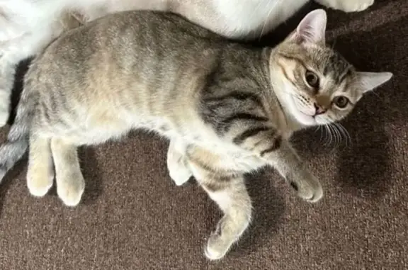 Кошки потеряшки, Самарская область, фото: Потеряшка кошка, Новосемейкино, Самарская обл.