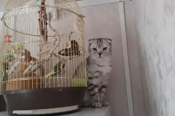 Пропала кошка в Хотьково, МО