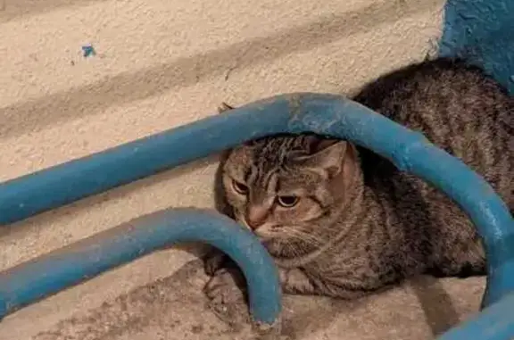 Кошка найдена: ул. Бунина, 10, Липецк