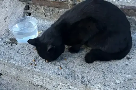 Кошка найдена: Шотмана 36А, Петрозаводск