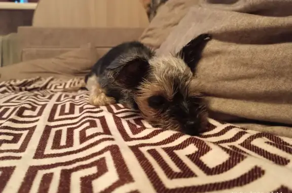 Найдена собака, Светлановский 60 к1