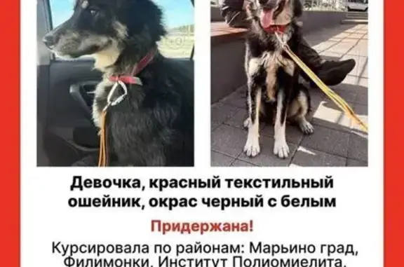 Найдена собака, , фото: Собака с красным ошейником, Валуево
