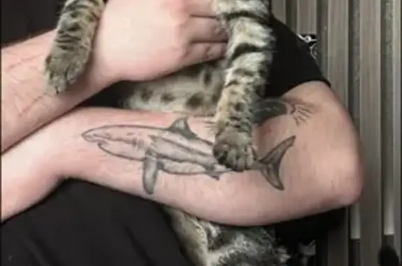 Кошки потеряшки, Надым, фото: Потеряшка кошка Нуар, 12 Надым