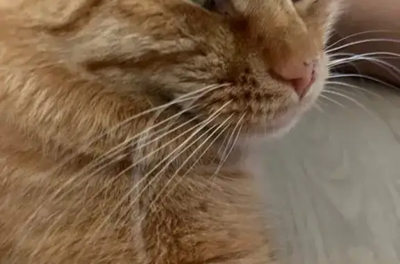 Кошки потеряшки, Камызяк, фото: Потеряшка рыжая кошка, ул. Ульянова, Камызяк