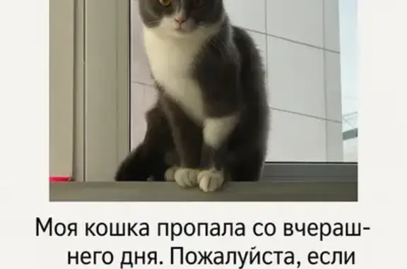 Пропала кошка, ул. Энгельса, 5А, Воронеж