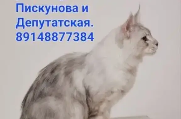 Пропала кошка, Пискунова 104, Иркутск