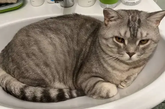 Пропала кошка, Водопьянова 19, Красноярск