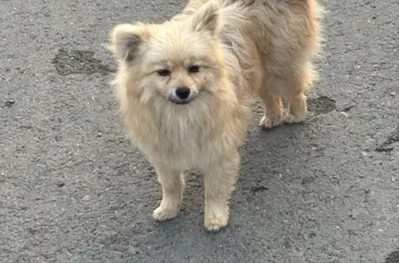 Собака найдена: Караванная 18А, Оренбург