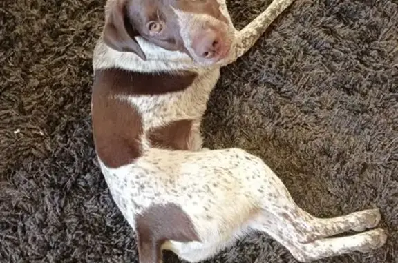 Собаки потеряшки, Новосибирская область, фото: Потеряшка собака в СНТ 