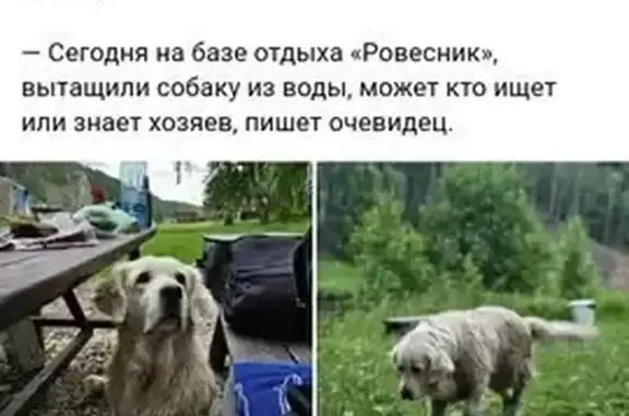 Найдена собака, Каменск-Уральский, фото: Собака найдена: пл. Ленинского Комсомола