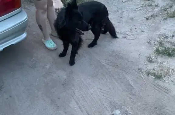 Найдена собака, Волгоград, фото: Собака найдена: ул. Болвинова, 32, Волгоград