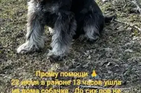 Пропала собака, с/с Памяти 13 Борцов