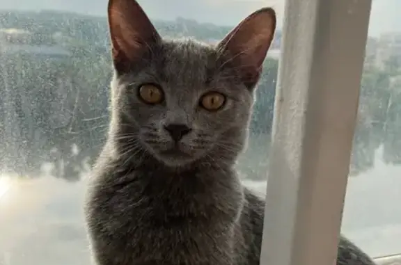 Найдена кошка, пр. Победы 149А, Челябинск