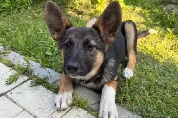 Найдена собака, , фото: Собака найдена, ул. Чуры, Пригородный