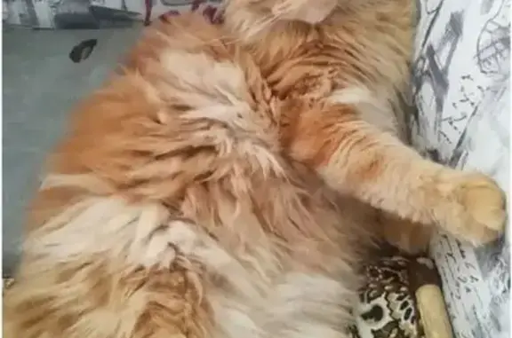 Кошки потеряшки, Сыктывкар, фото: Потеряшка рыжая кошка, ул. Седова 30, Сыктывкар