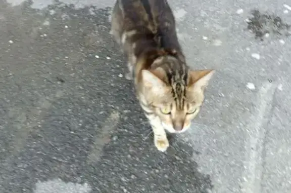Найдена кошка, Уфа, фото: Бенгальская кошка найдена, Кавказская 26
