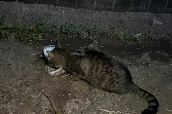 Найденные животные Набережные Челны, фото: Кошка найдена, б-р Энтузиастов, Н. Челны