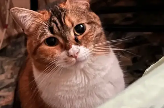 Пропала кошка, ул. Пожарского, 17, Пермь