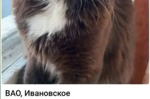 Пропал кот: Магнитогорская ул., Москва