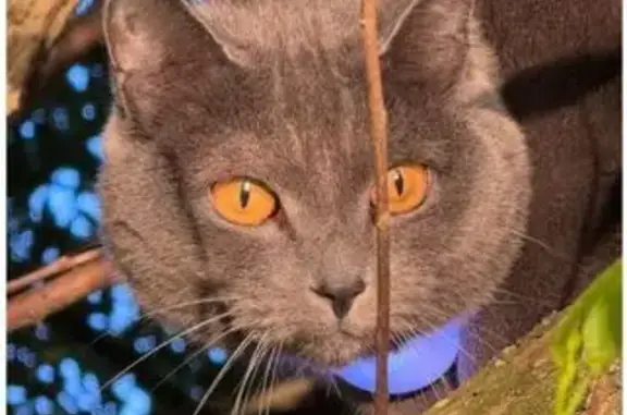 Найдена кошка, Москва, фото: Кошка найдена в парке ул. Металлургов