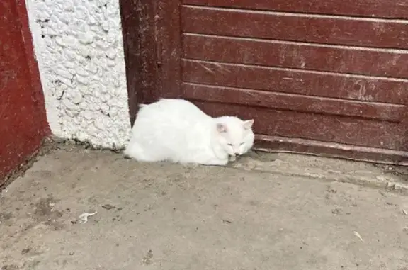Найдена кошка, Владимир, фото: Кошка найдена: ул. Растопчина, 53, Владимир