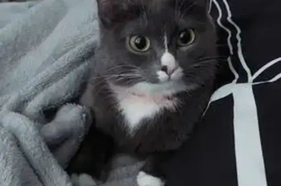 Пропала кошка, ул. Репина 16, Киренск