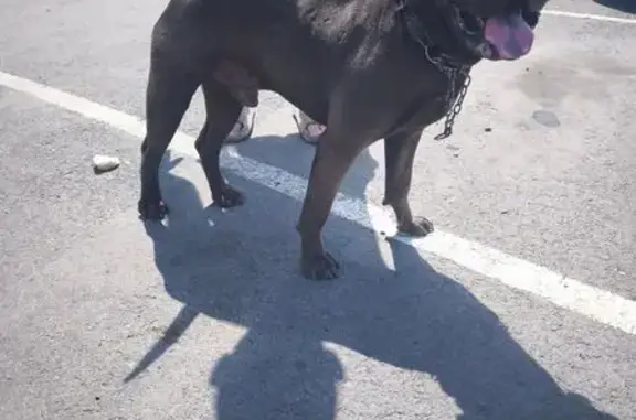 Шоколадная собака найдена на Висаитова 10/9