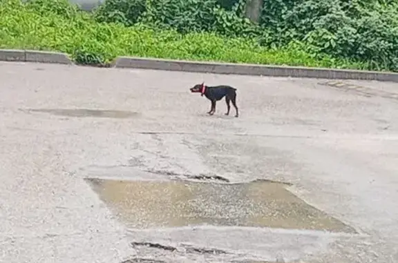 Собака найдена у парка, ул. Демьянова, 41