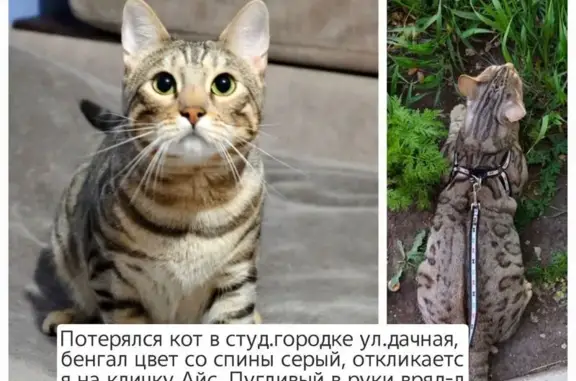 Пропал кот, ул. Дачная, 30А, Красноярск